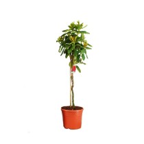 Rododendron