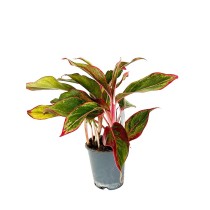Aglonema ‘Red Lipstick’