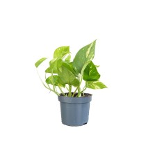 Epipremnum aureum