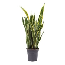 Sanseveria Laurentii