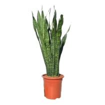 Sanseverija ‘Zeylanica’