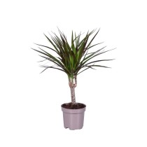 Dracena