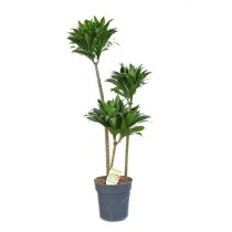 Dracena compacta