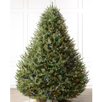 Large Rounded Christmas Tree (190cm) - Real