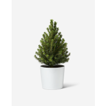 Miniature Christmas Tree - Real