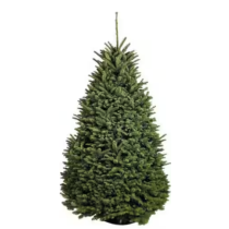 Small Rounded Christmas Tree (160cm) - Real