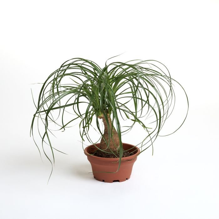 Nolina recurvata (Beaucarnea)