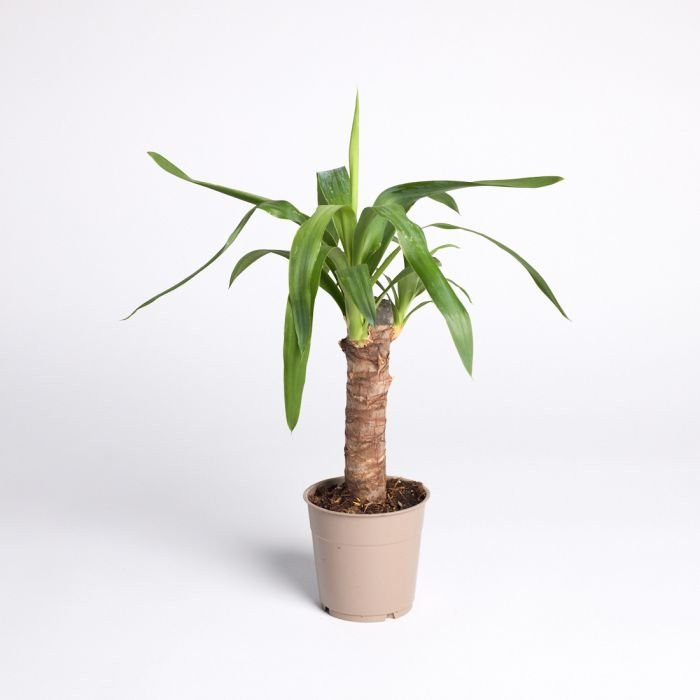 Yucca elephantipes