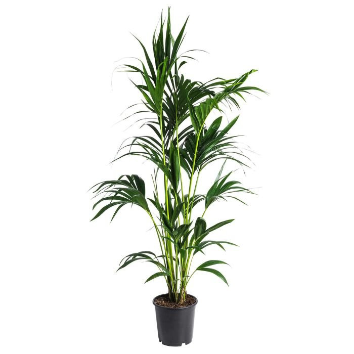 Howea forsteriana