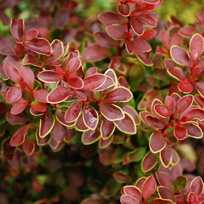 Berberis thunbergii 'Golden Ring'