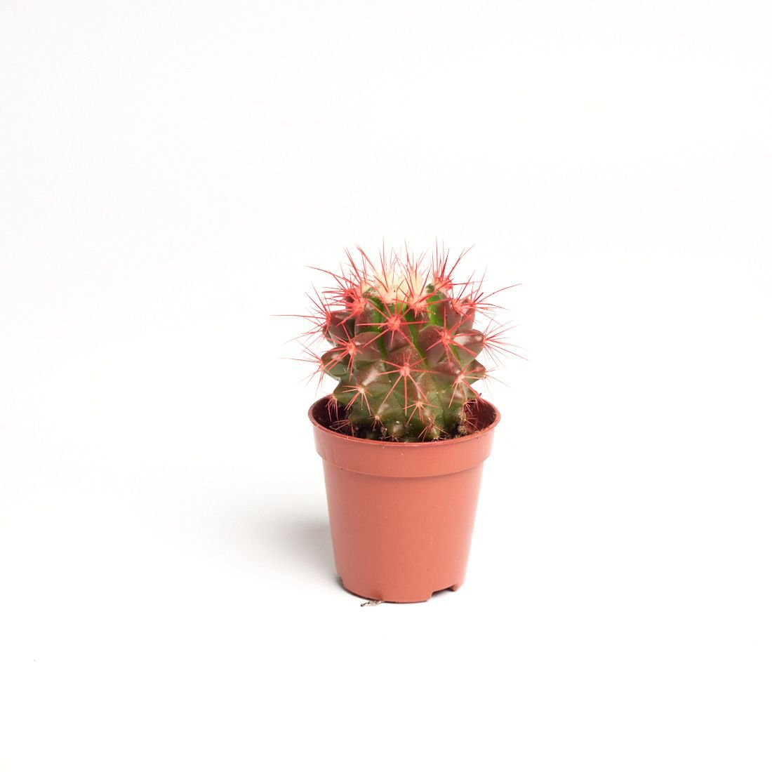 Cactus grusonii