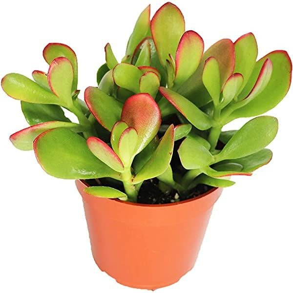 Crassula sunset 