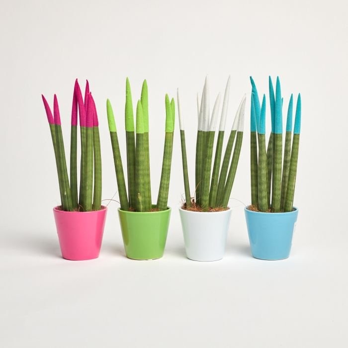 Sansevieria cylindrica