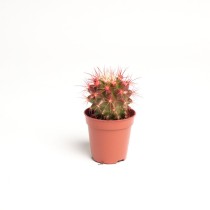 Cactus grusonii
