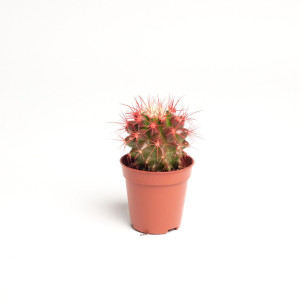 Cactus grusonii
