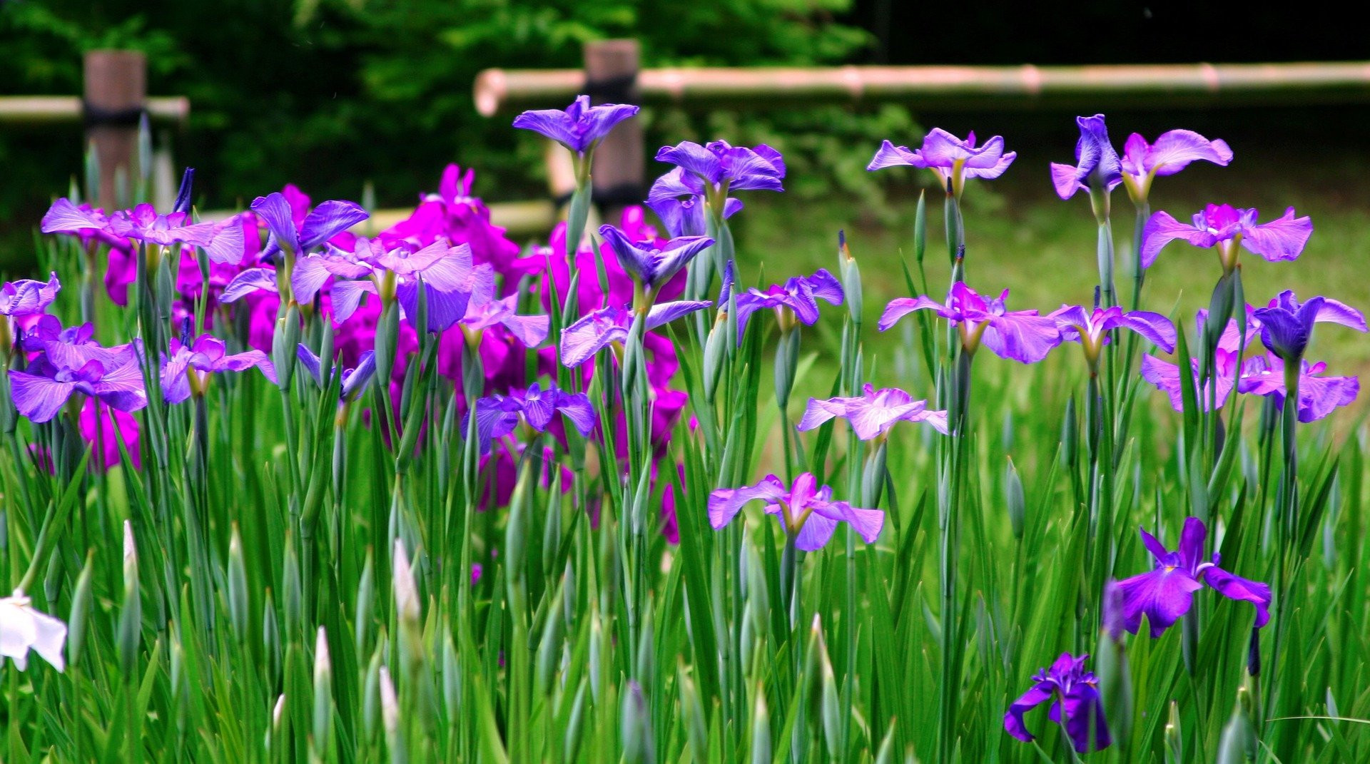 Iris