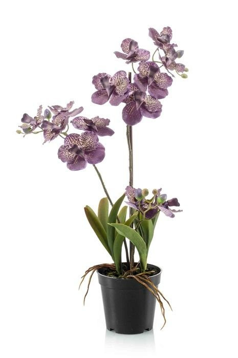Vanda (Orhideja)