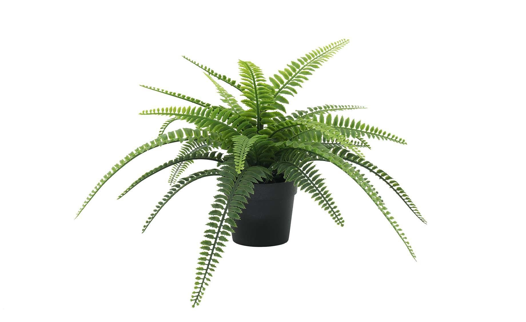Ferns