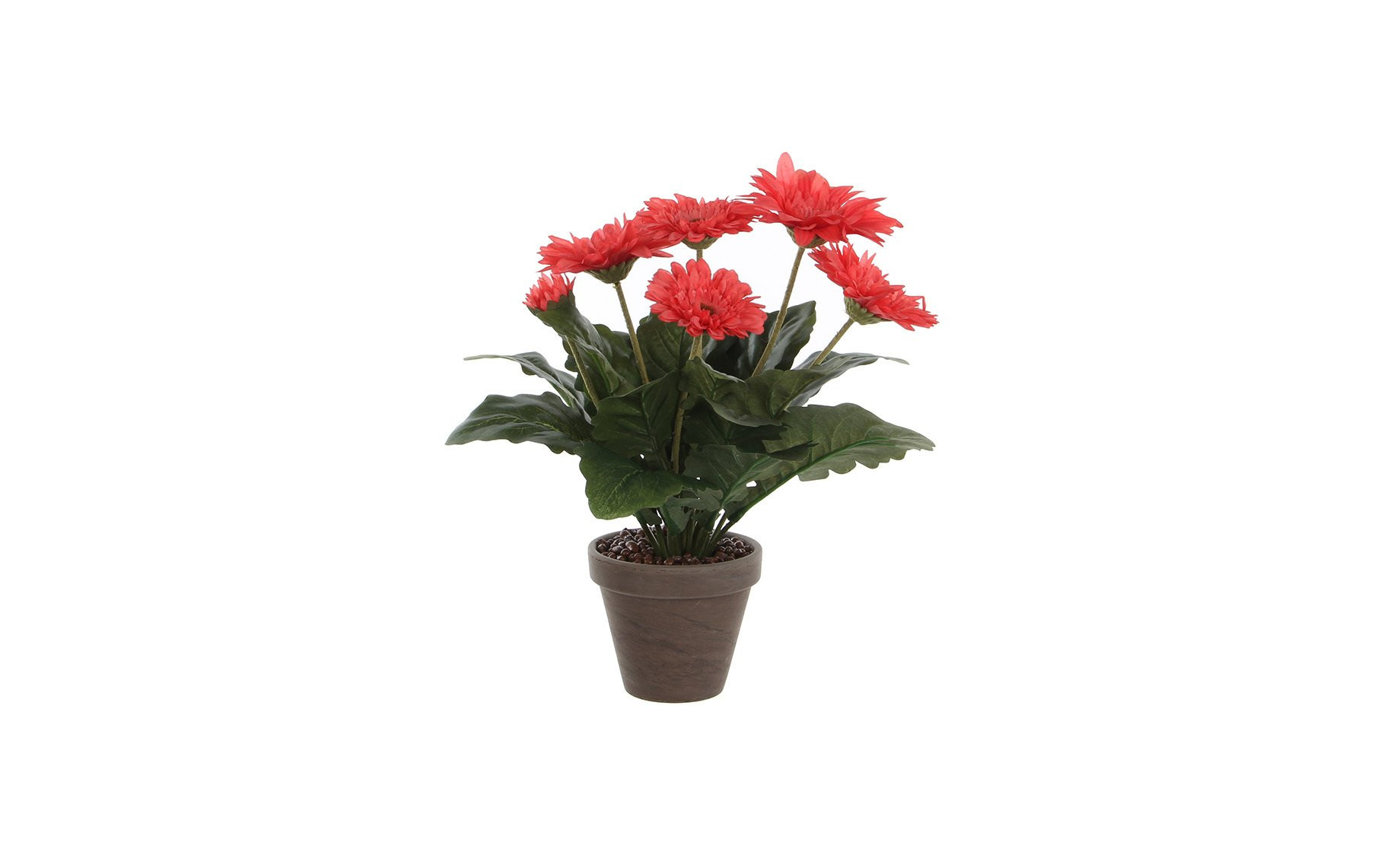 Gerbera