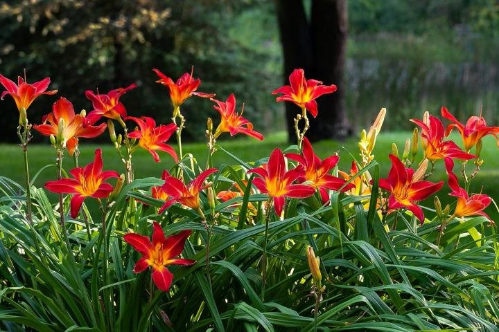Daylily (Hemerocallis)