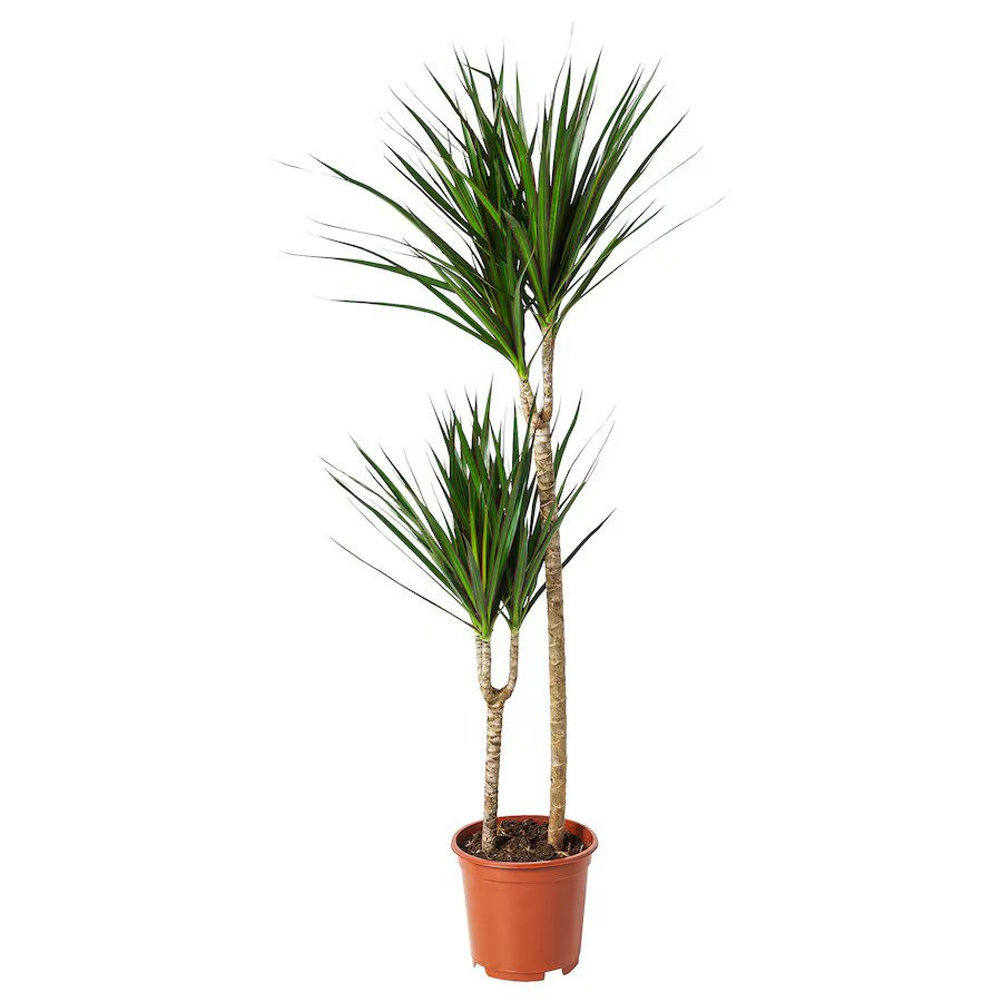 Dracaena