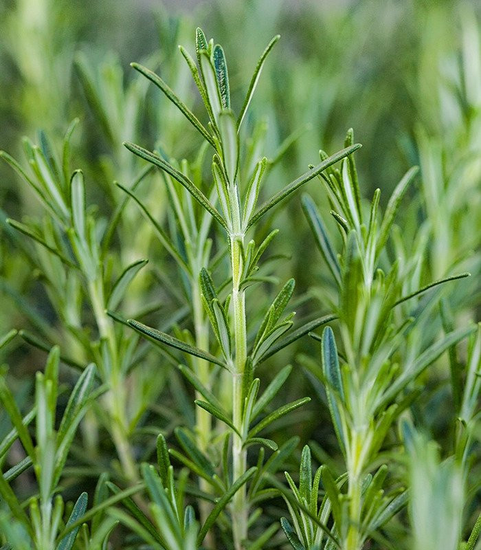 Rosmarinus officinalis (Ruzmarin)