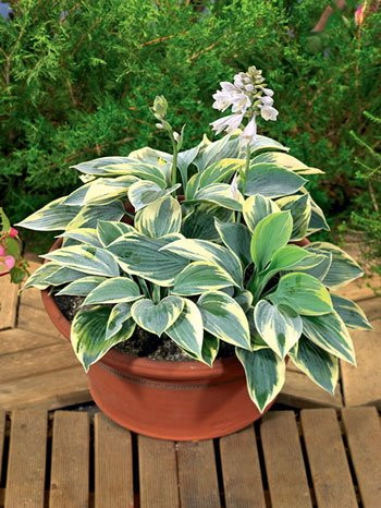 Hosta