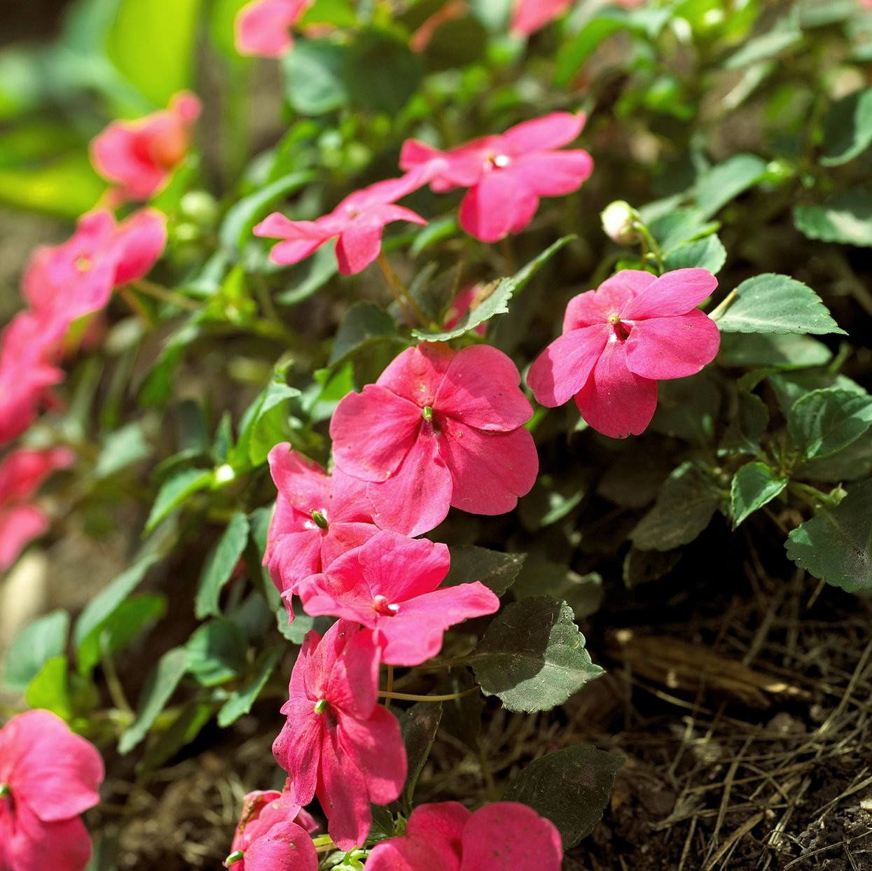 Impatiens (Nevenčići)