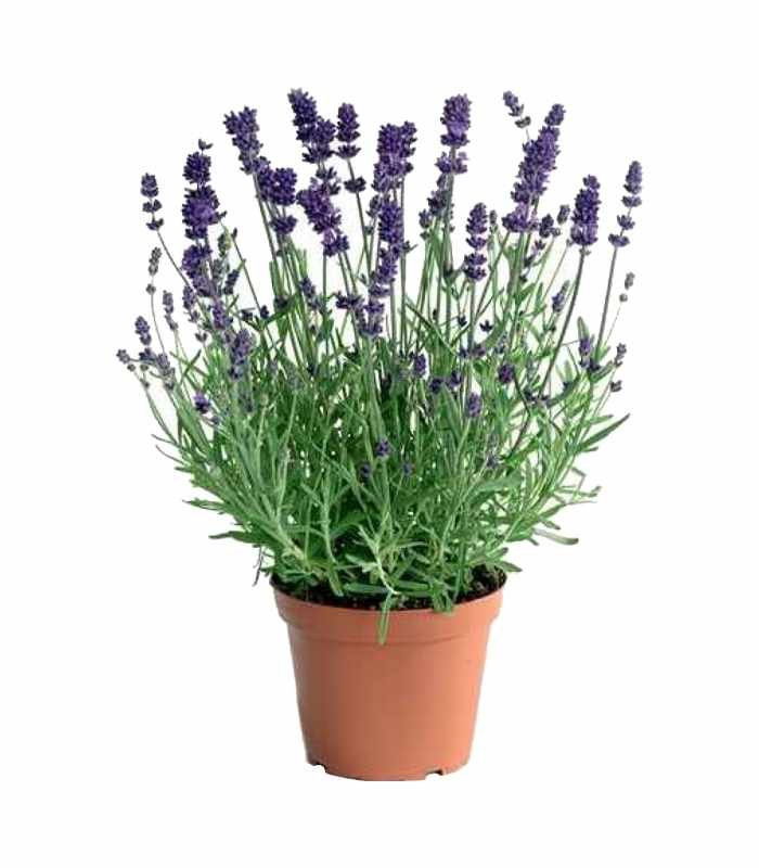 Lavanda