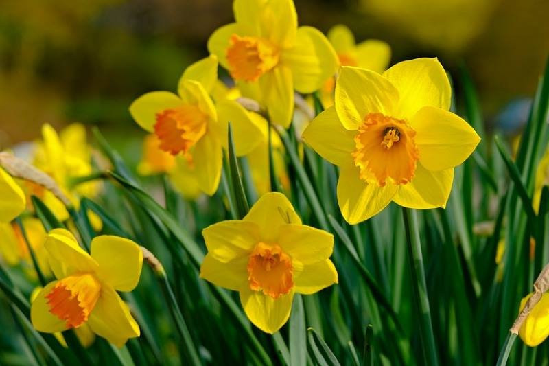 Narcis