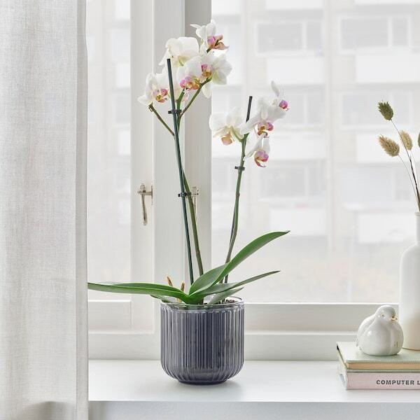Phalaenopsis (Orhideja)