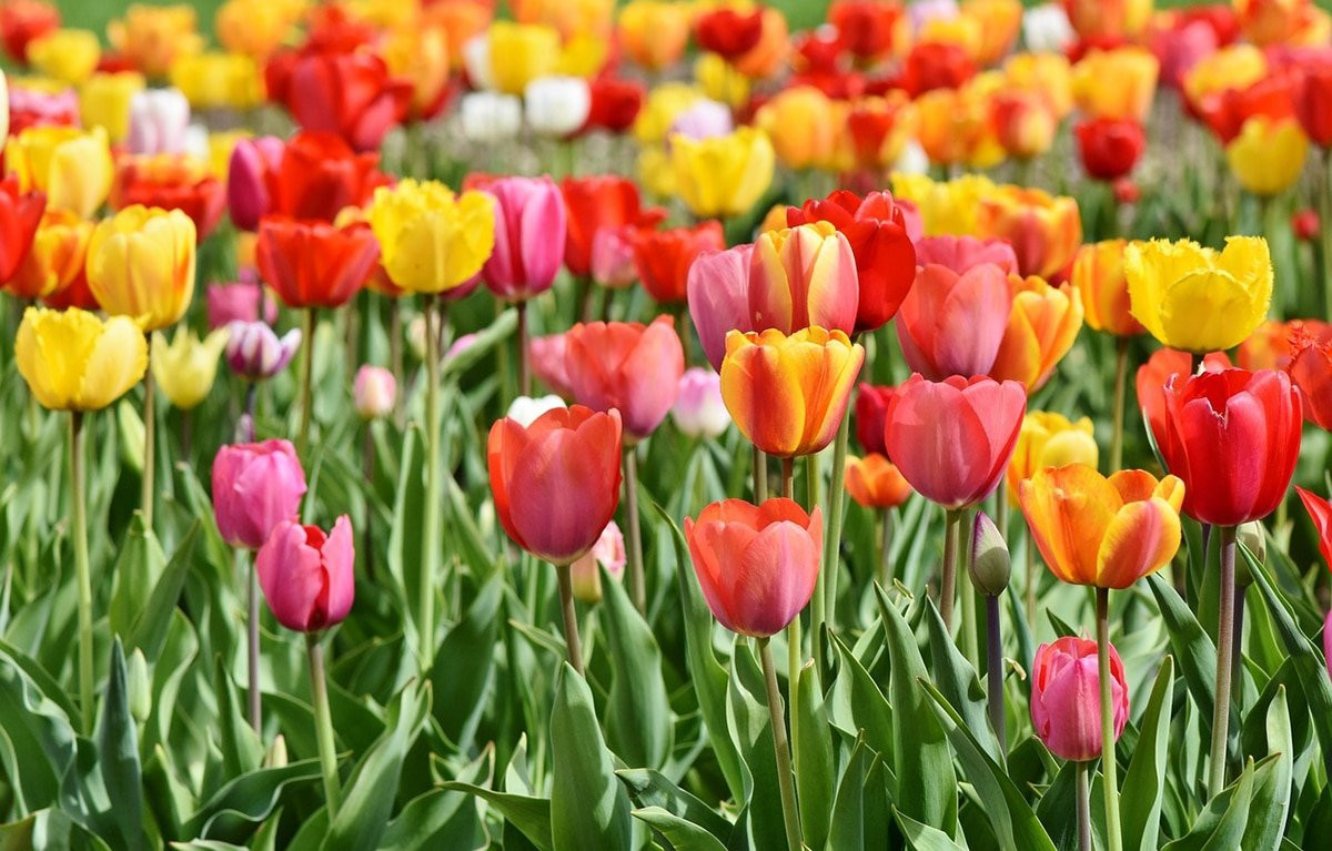 Tulipani