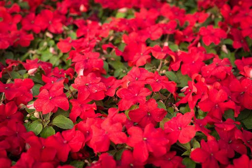 Impatiens (Vodenika)
