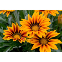 Gazania (Gazania)