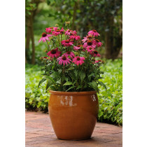 Echinacea