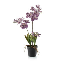 Vanda (Orhideja)