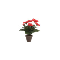 Gerbera