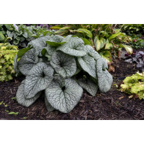 Brunnera