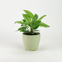 Calathea