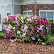 Azalea