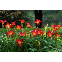 Daylily (Hemerocallis)