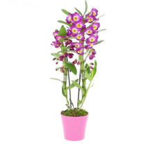 Dendrobium