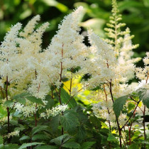 Astilbe