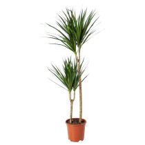 Dracaena