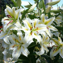 Ljiljan (Lilium)