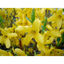 Forsythia