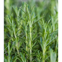 Rosmarinus officinalis (Ruzmarin)