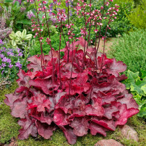 Heuchera (Alumroot)