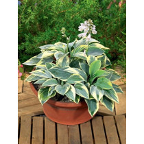 Hosta