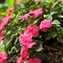 Impatiens (Nevenčići)